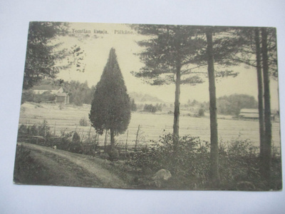 Pälkäne Tommilan kataja - 1917