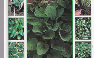 Hostas