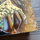 Aku Ankan taskukirja • teemanumero 26: Kultakuume - pikkukuva 2