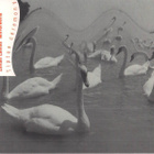 Zoltan Lantos' Mirrorworld - Tiptoe ceremony - CD - pikkukuva 1