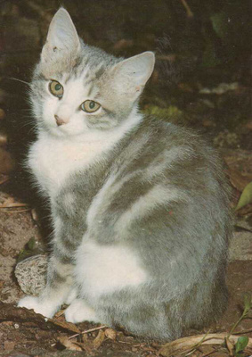 KISSA  POSTIKORTTI