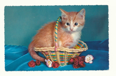 KISSA-kortti