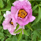 Kiinanpensaspioni (Paeonia rockii), siemeniä 10 kpl - pikkukuva 2