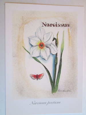 KULKEMATON NARCISSUS LEENA AIRIKKALA 2001