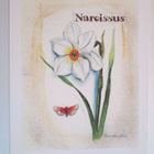 KULKEMATON NARCISSUS LEENA AIRIKKALA 2001 - pikkukuva 1