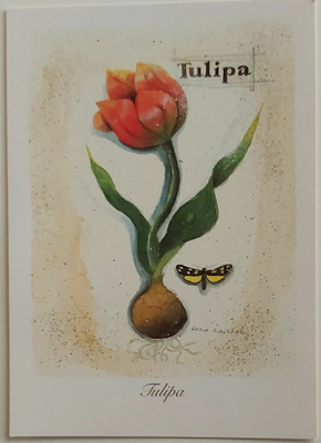 "Tulppaani"-KULKEMATON POSTIKORTTI