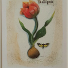 "Tulppaani"-KULKEMATON POSTIKORTTI - pikkukuva 1
