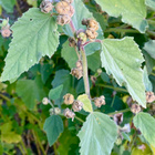 Rohtosalkoruusu (Althaea officinalis), siemeniä 50 kpl - pikkukuva 2
