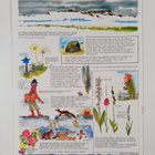 A short natural history of Ireland - pikkukuva 2