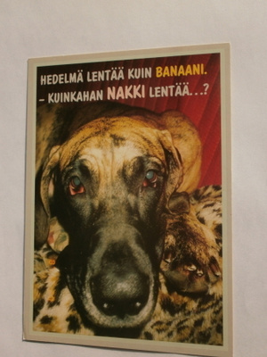 Koira: "Hedelmä lentää..." eläin- ja hupikortti, ei kulk.