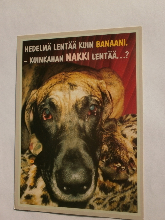 Koira: "Hedelmä lentää..." eläin- ja hupikortti, ei kulk.