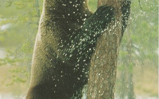 POSTIKORTTI  Suomen luonnonsuojeluliitto, Norppa-tunnus