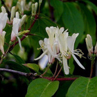 Keltakuusama (Lonicera chrysantha), siemeniä 30 kpl - pikkukuva 2