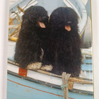 Carla Molinari : The portuguese water dog - pikkukuva 2