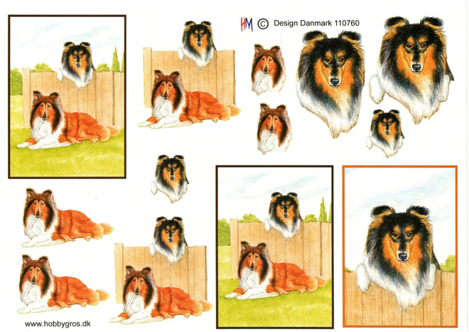 3D °°~KOIRAT..."Lassie", Skotlanninpaimenkoira~°°