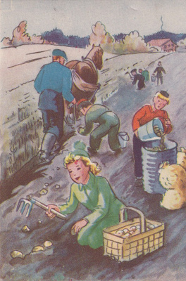 Perunan nosto, hevonen, Työ. b606