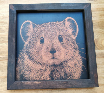 Suloinen piiskujänis (Pika) taulu puukehyksellä