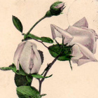 RUUSU / Ruusuja maljakossa - konfirmaatio. 1900-l. - pikkukuva 1