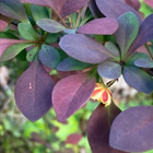 Japaninhappomarja 'Atropurpurea', siemeniä 50 kpl - pikkukuva 2
