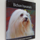 Bichon havanais - pikkukuva 1