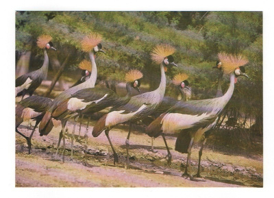 Kruunukurki (Balearica pavonina) #204#