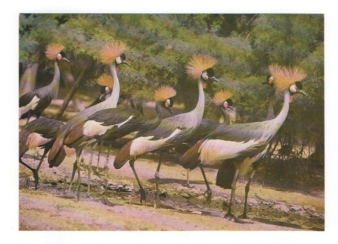 Kruunukurki (Balearica pavonina) #204#