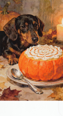 Halloween mäyräkoira nuuhkii kurpitsaherkkua