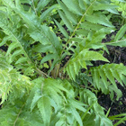 Maralkäpylatva (Rhaponticum carthamoides), siemeniä 50 kpl - pikkukuva 2
