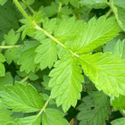 Maarianverijuuri (Agrimonia eupatoria), siemeniä 30 kpl - pikkukuva 4