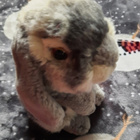 Rumpali pupu - pikkukuva 2