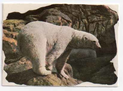 Sagokonst 22 / NELKKU: Upea jääkarhu. 1940-50-l.