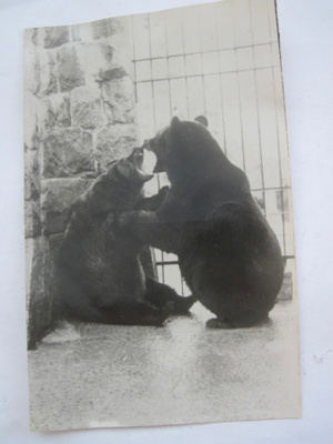VANHA Postikortti Helsinki Korkeasaari Karhut 1930-luku
