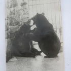 VANHA Postikortti Helsinki Korkeasaari Karhut 1930-luku - pikkukuva 1