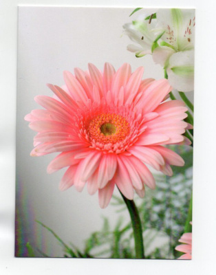 °°VAALEANPUNAINEN GERBERA°° 2-osainen KORTTI