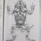 Illustrated Animal Anatomy - prepared by The Biological S... - pikkukuva 3