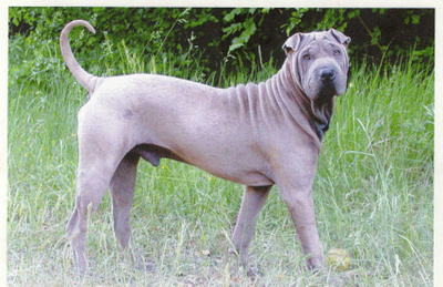 KIINALAINEN SHAR-PEI KOIRA POSTIKORTTI