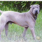 KIINALAINEN SHAR-PEI KOIRA POSTIKORTTI - pikkukuva 1