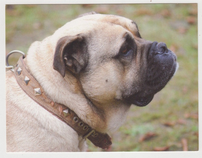CA DE BOU ( PERRO DE PRESA MALLORQUIN ) POSTIKORTTI