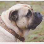 CA DE BOU ( PERRO DE PRESA MALLORQUIN ) POSTIKORTTI - pikkukuva 1