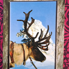 Poro, kuva Jorma Jämsen, kulkenut 1999 - pikkukuva 1