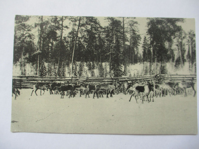 Kemijärvi poroaita - 1934
