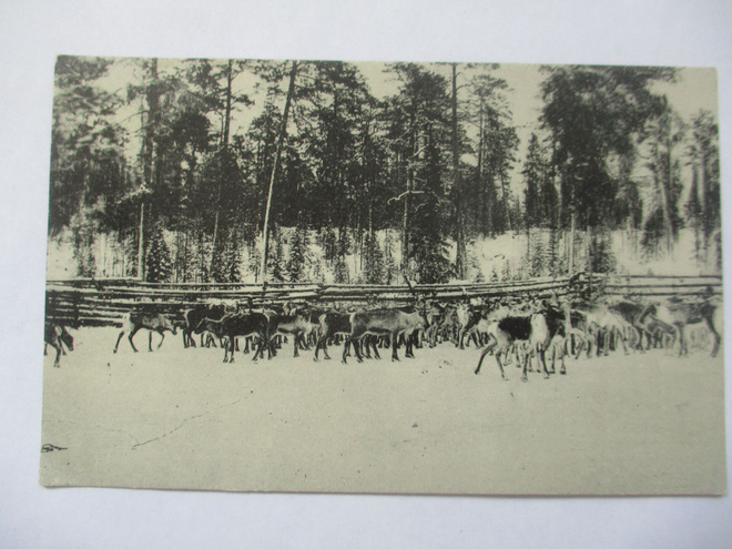Kemijärvi poroaita - 1934