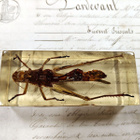 Natura Obscura – Entomologinen näyte no. 414 - pikkukuva 3
