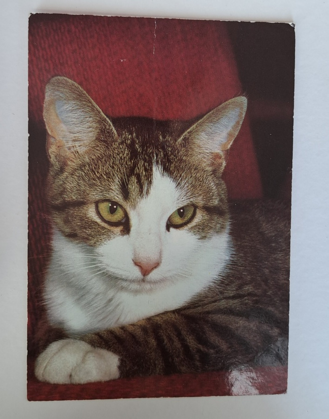 Kissa makoilee, eläink, kulkenut 1970