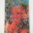 Bob Hargreaves : African Trees - pikkukuva 2