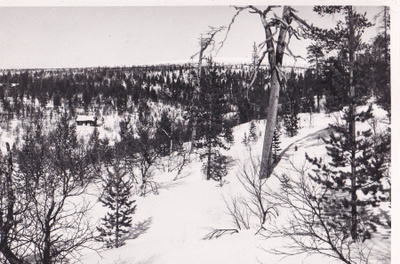 Kaunispää, foto U. Lappi . b642