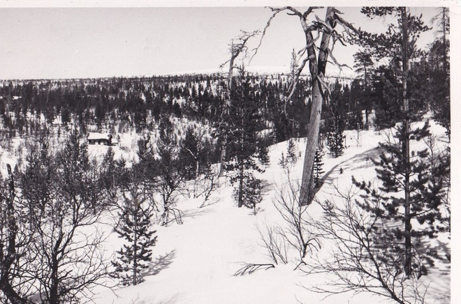 Kaunispää, foto U. Lappi   .   b642