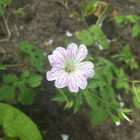 "Kirjokurjenpolvi" (Geranium versicolor), siemeniä 30 kpl - pikkukuva 2