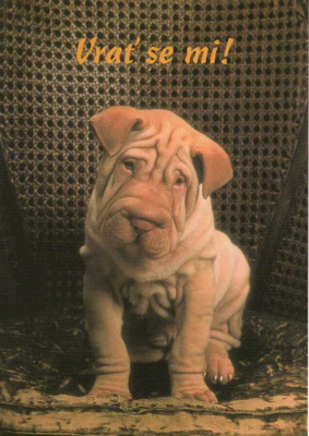 SHAR PEI POSTIKORTTI