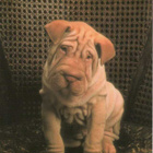 SHAR PEI POSTIKORTTI - pikkukuva 1